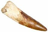 Fossil Spinosaurus Tooth - Real Dinosaur Tooth #380989-1
